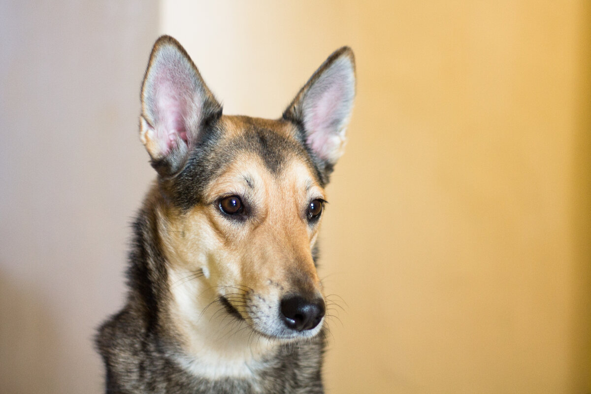 Триша в шоке. Значит если я плохой кинолог, то и родитель так себе? (фото автора)
