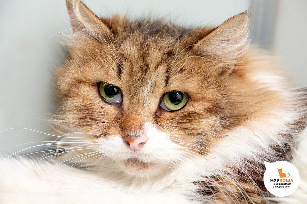 Ушанка - добрая и ласковая кошка