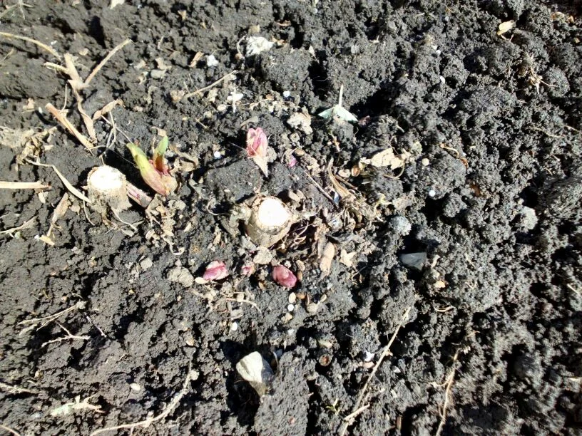 Весна, просыпается тархун, фото автора