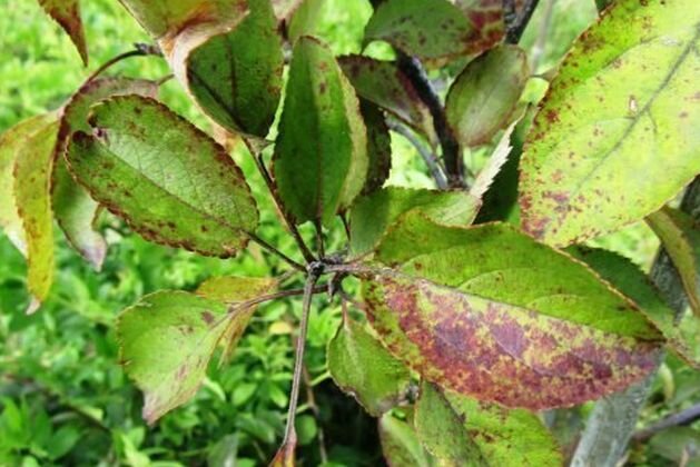 покраснение листьев сливы
