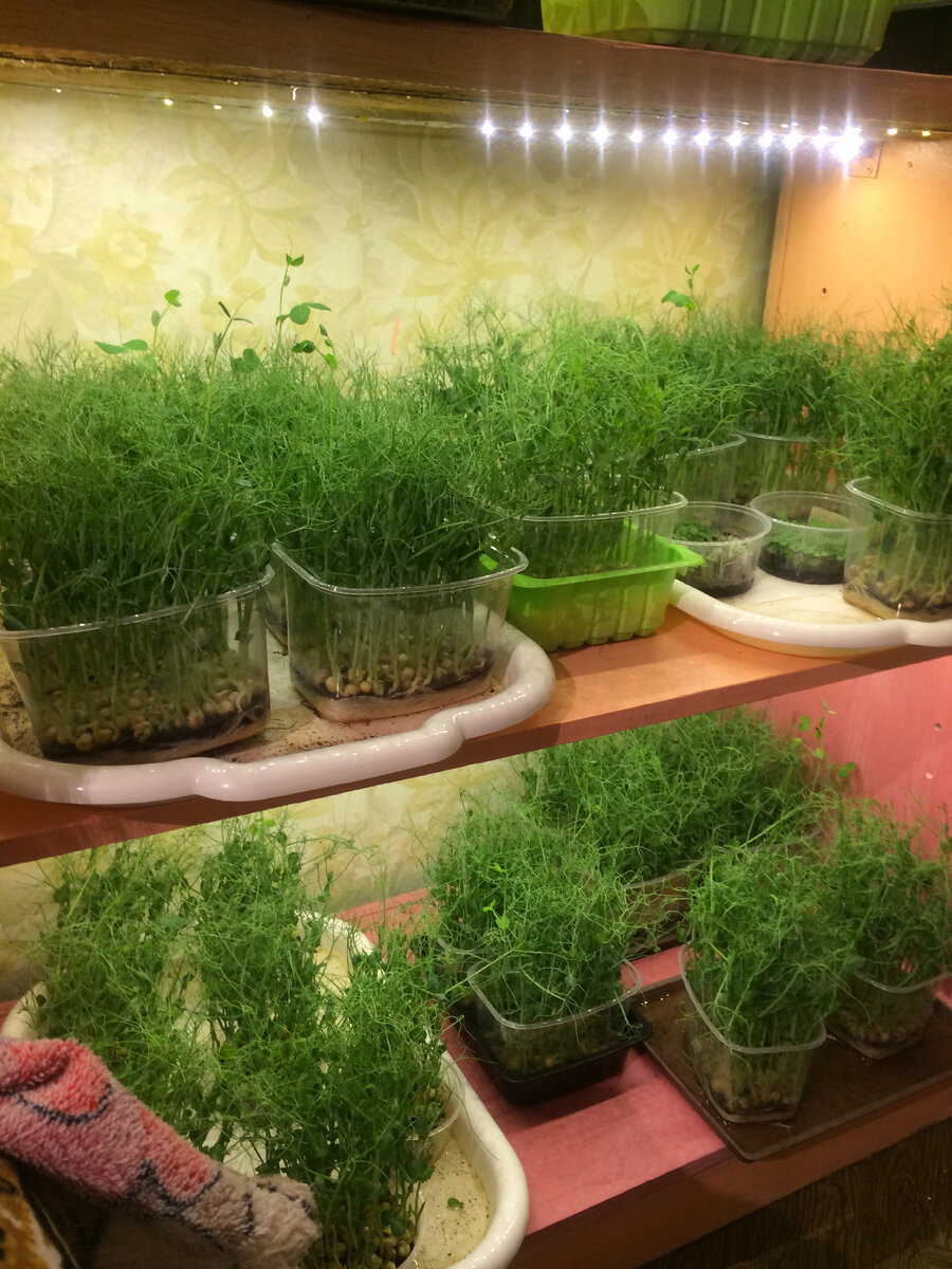 бизнес на микрозелени в домашних условиях 