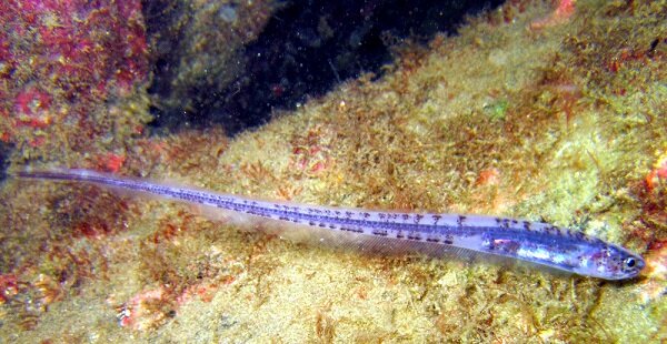 В здешних водах, таким щуплым убийцам как этот Карпус, негде спрятаться от крупных хищников. Ну, только разве что внутри другого животного. 