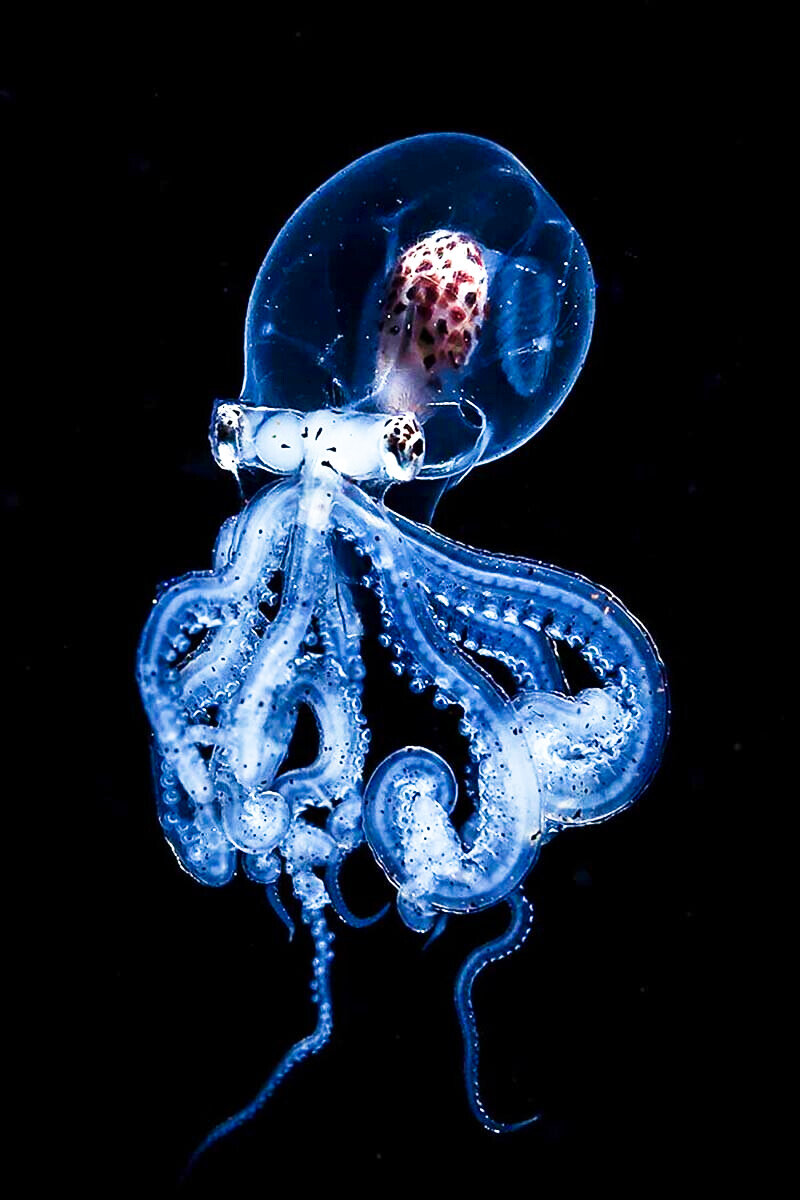 -Ешь побольше кальция, чтобы кости были крепче!