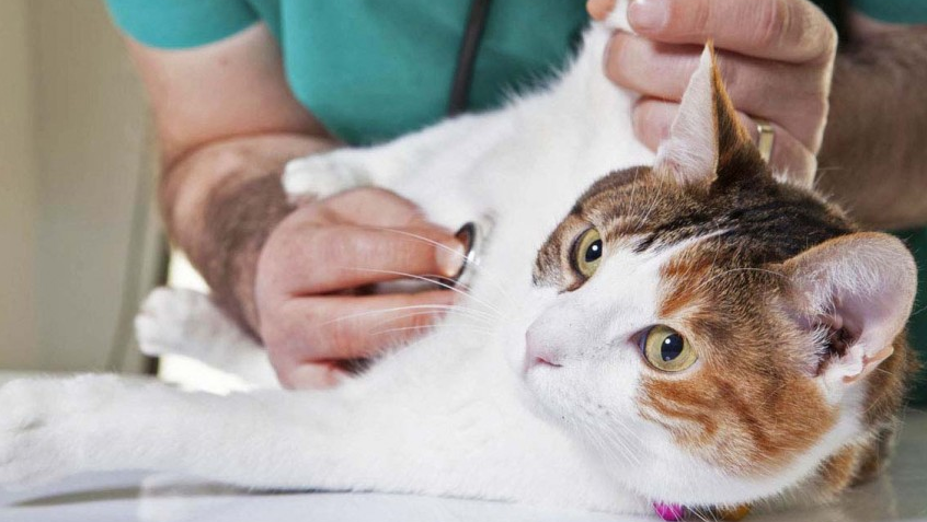 Фотография взята из свободного источника