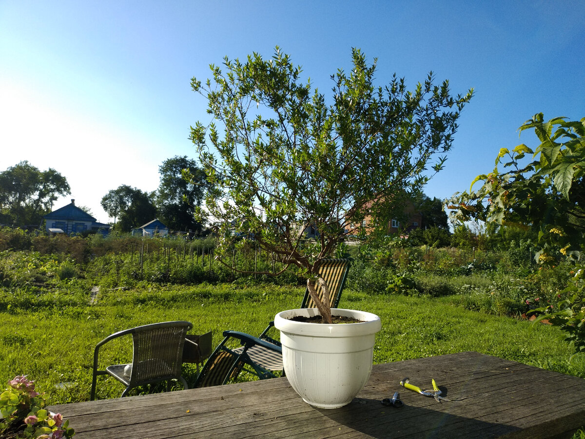 Мое миртовое деревце