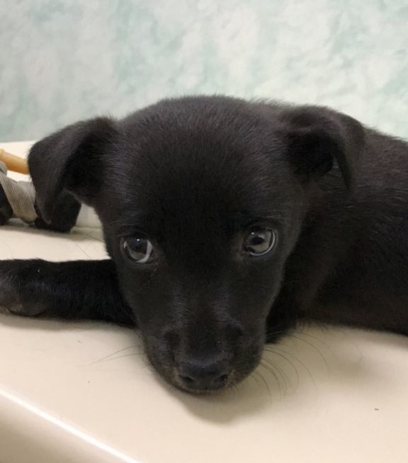 Успела переболеть