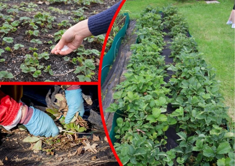 Осенний уход за клубникой.