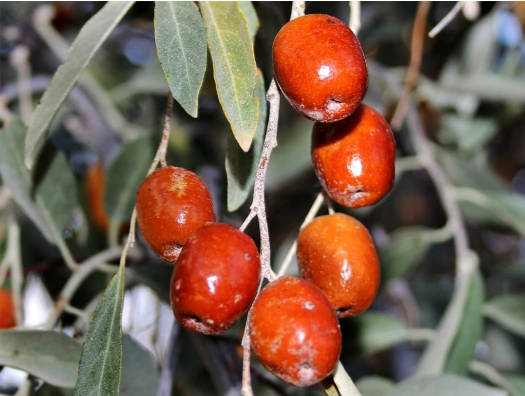 Elaeagnus macrophylla. лох зонтичный растение. лох серебристый дикая маслина. Elaeagnus oxycarpa. растение лох греческий индийский чилийский или русский.