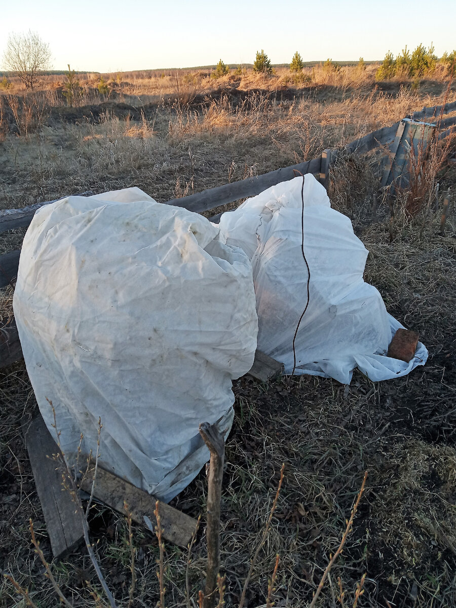 Коконы из укрывного материала. Фото автора