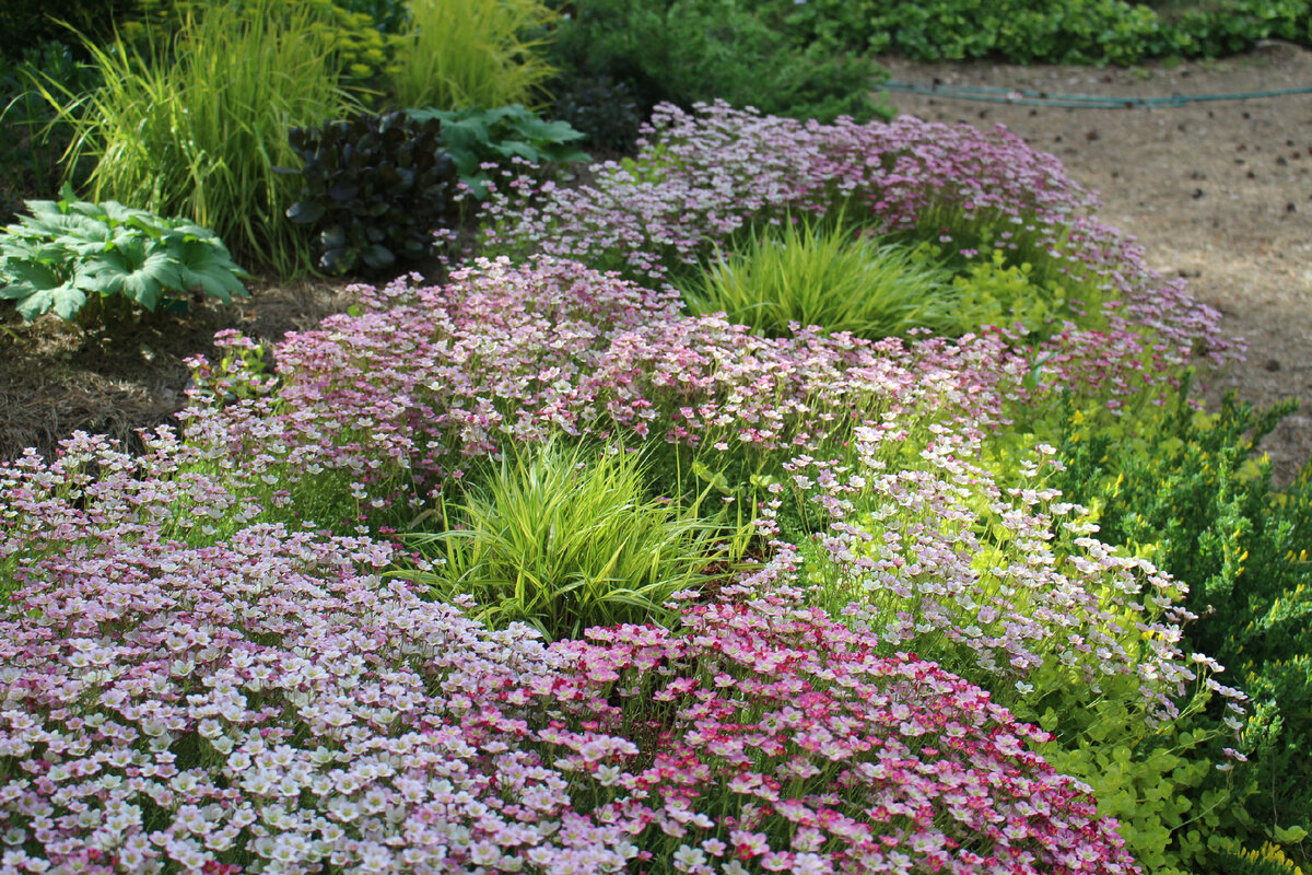 Наш сад 5 июня