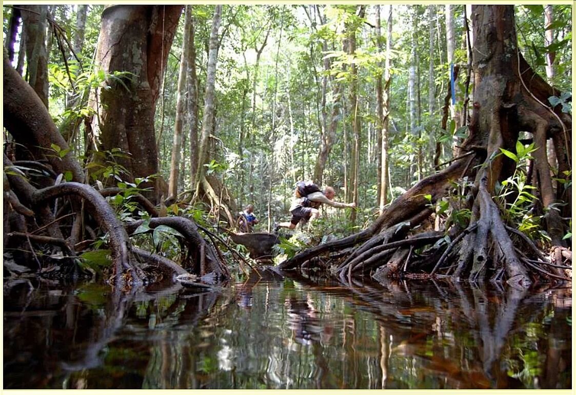 Джунгли Бразилии. Фото "7 секретов"