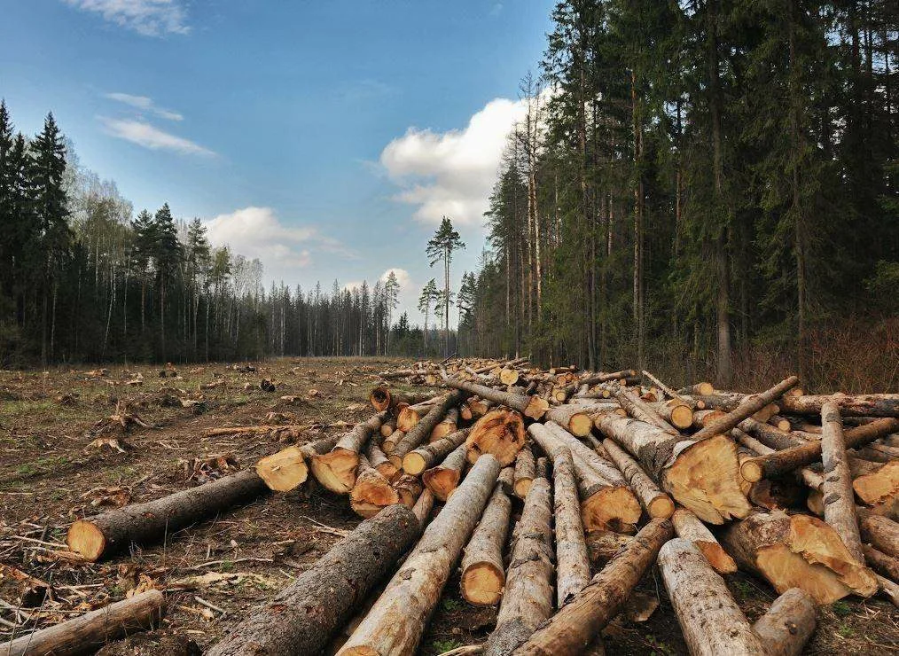 Лесные проблемы россии. Вырубают лес в Кировской области. Вырубка лесов. Рубка леса. Вырубка лесов в России.