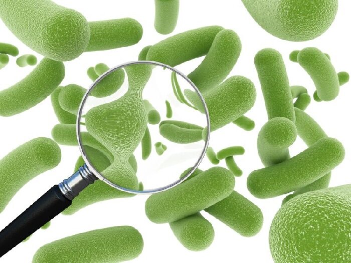 Фото полезные бактерии пробиотики 