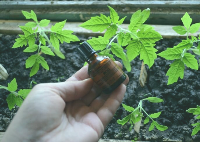 Йод полезен для томатов