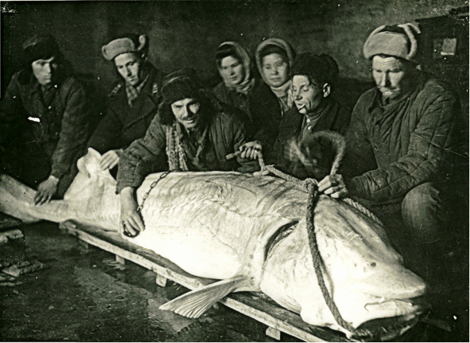 Белуга весом в 400 кг., пойманная в 1939 году в Дону рыбаками станицы Старочеркасской Ростовской области. Фото из личного архива М.П. Астапенко.