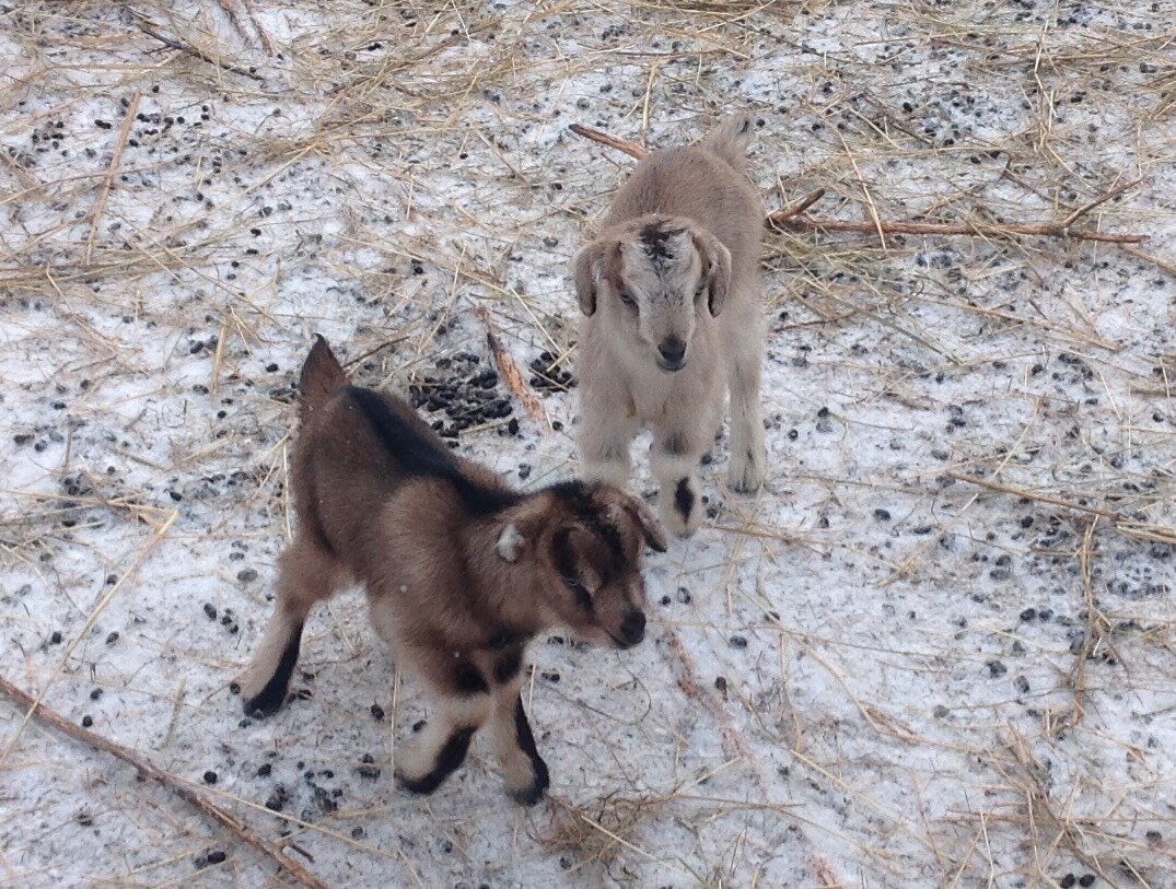 На следующий день - уже гуляют с мамой в загоне, при минус одиннадцати градусах