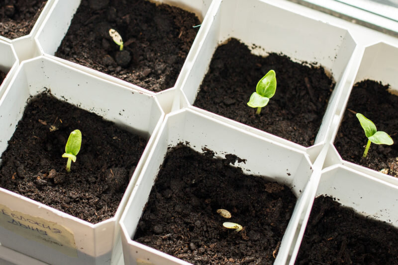 Рассада дыни