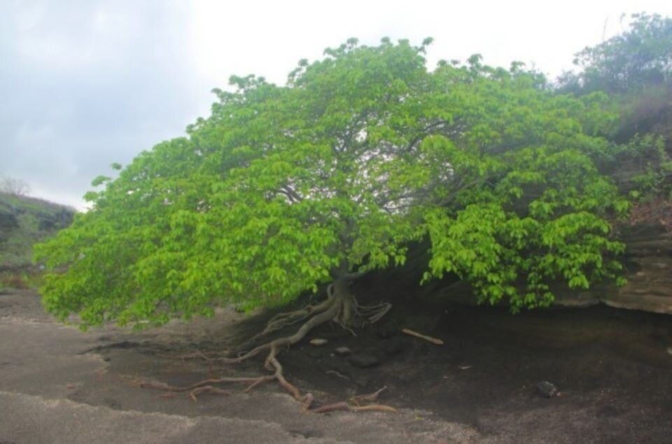 Очень красивое. Как из сказки: «Алёнушка, сними братца Иванушку с деревца этого, а то у него уже хвостик, рога и копытца...»