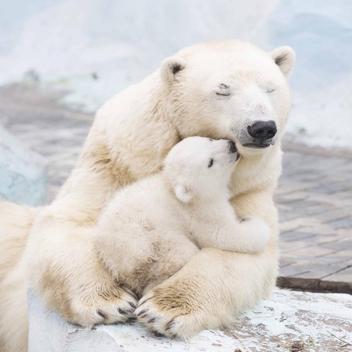 #животные #природа #интересный факт #научпоп 