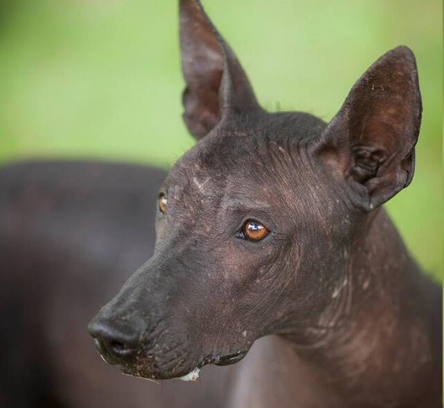 Перуанская голая собака (Фото: https://peruviansknakenhund.nmhk.net/10967772_919372088097727_1529413643_n/)