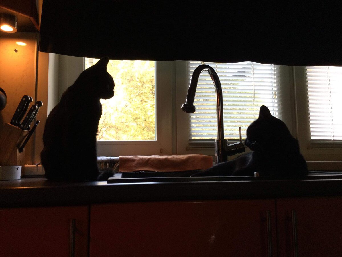 Теперь они всегда рядом друг с другом