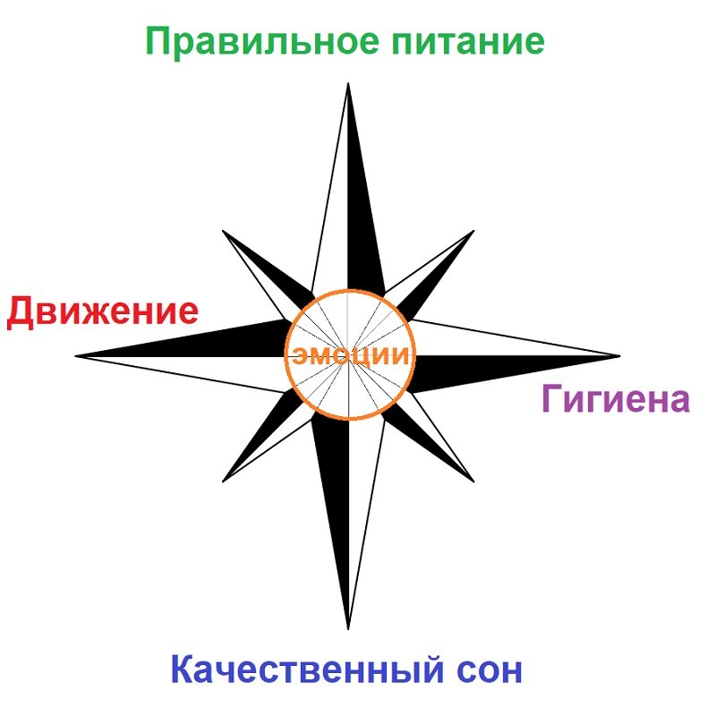 Компас здоровья человека. 