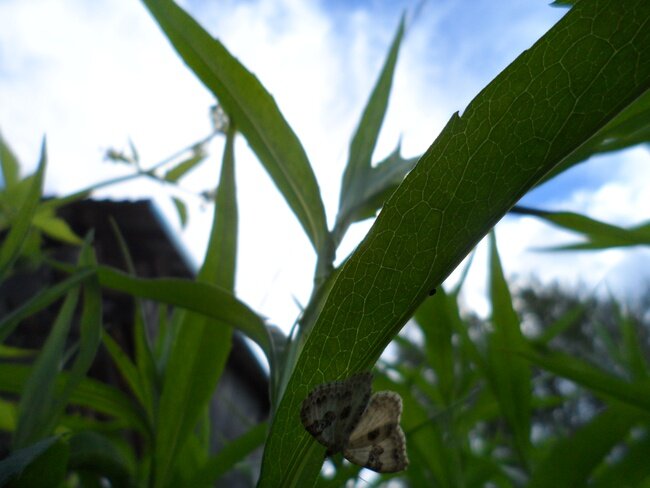 Мимолётные