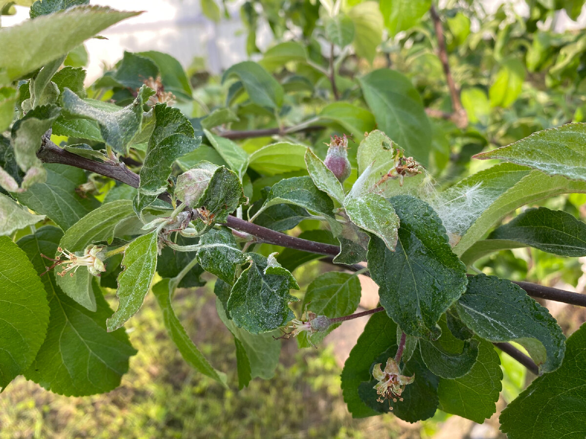 Паутинный клещ на яблоне