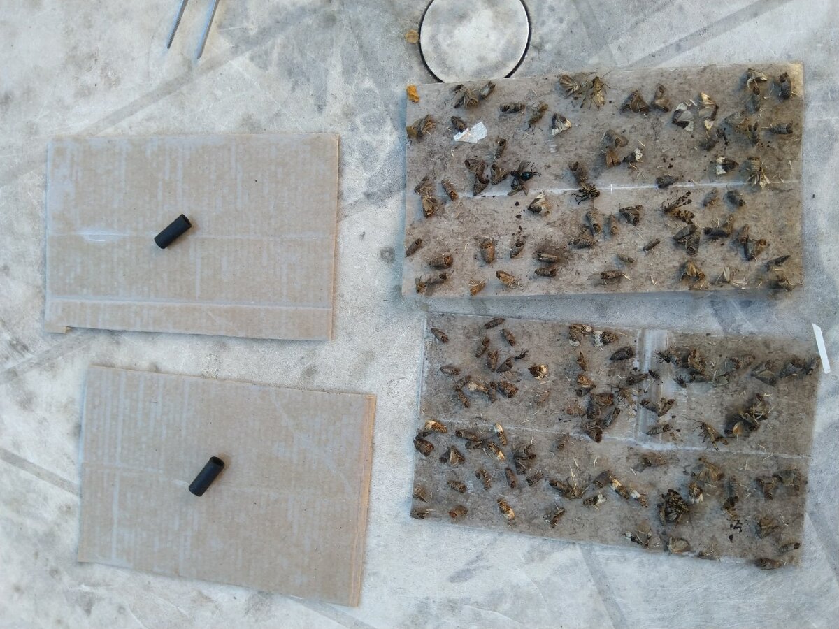 Перекладываем пинцетом феромон. чтобы не перебивать тонкий запах. Для нас он неощутим. А производитель настоятельно рекомендует руками феромон не трогать.