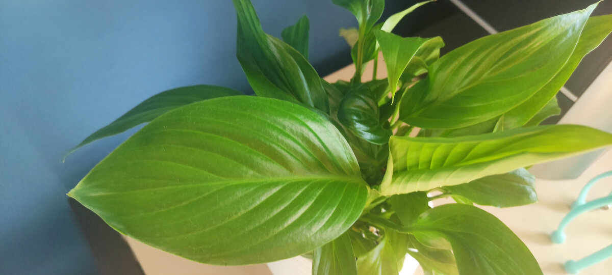 Просто любование идеальным листом и идеальным зелёным цветом. 