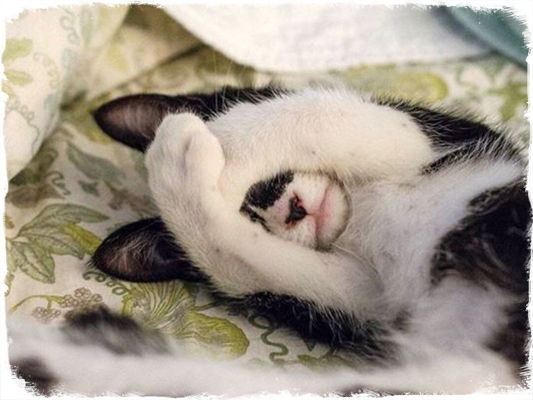 И снова кошки: 20 забавных фотографий