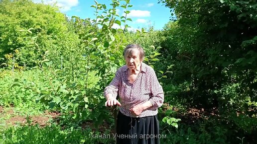 Посадка яблони. Выбираем правильное место