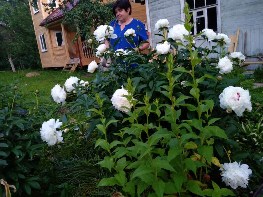 Старый пион. Может более 30 лет уже растет. 