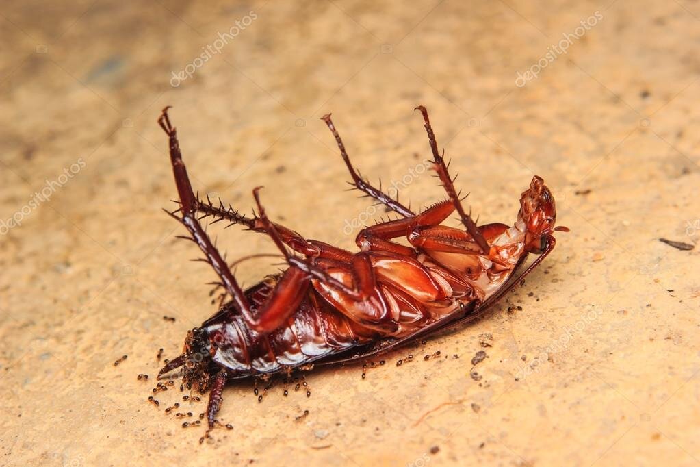 Жук-убийца (acanthaspis petax). Клоп хищнец с муравьями. Кордицепс однобокий. Убивающий насекомых. Садовый бледноногий муравей.