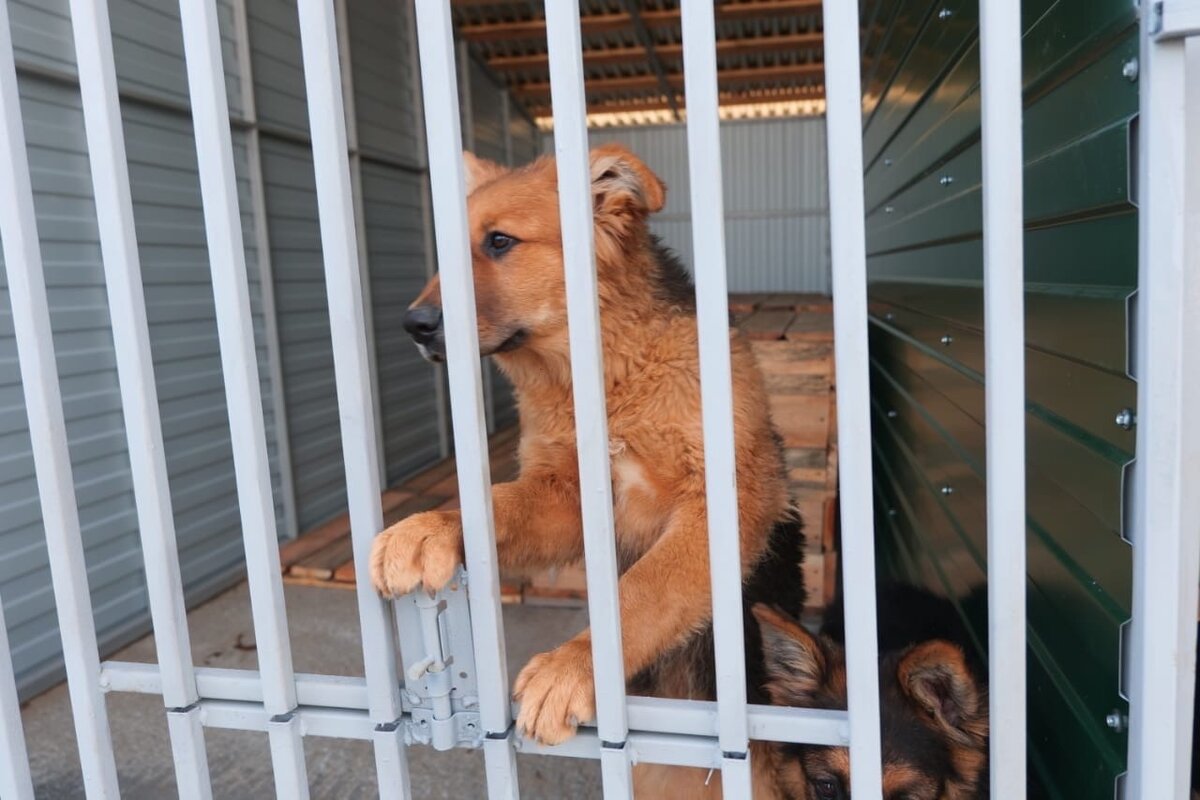    В Новом Уренгое открылся большой приют для бездомных животных