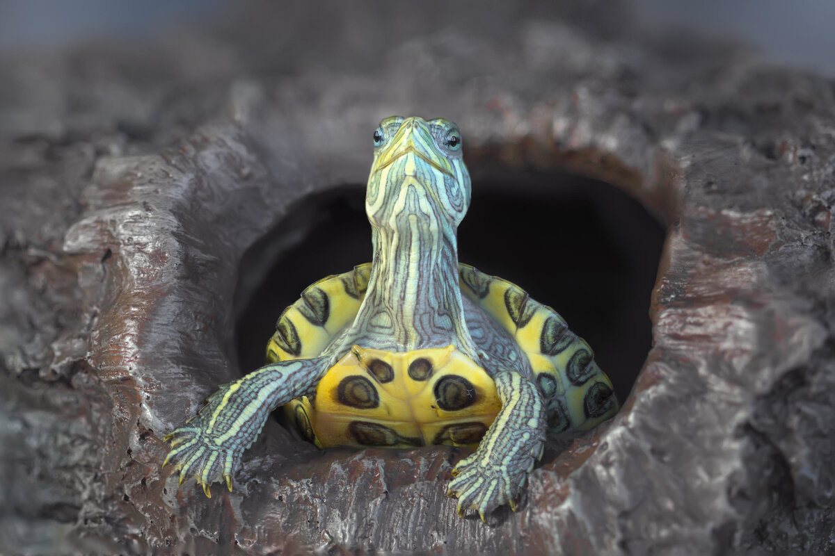     Почему черепаха не ест: 5 главных причин