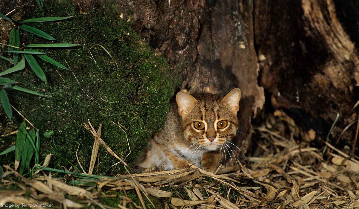 Объявление для охотников: здесь нет ничего интересного: просто дерево с зелёным мхом и глазастым мхом. 