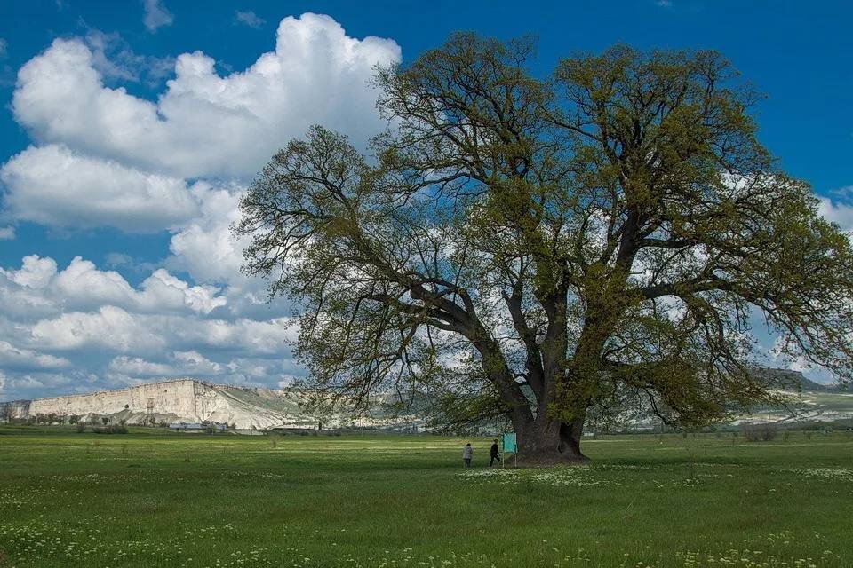 Суворовский дуб в крыму фото