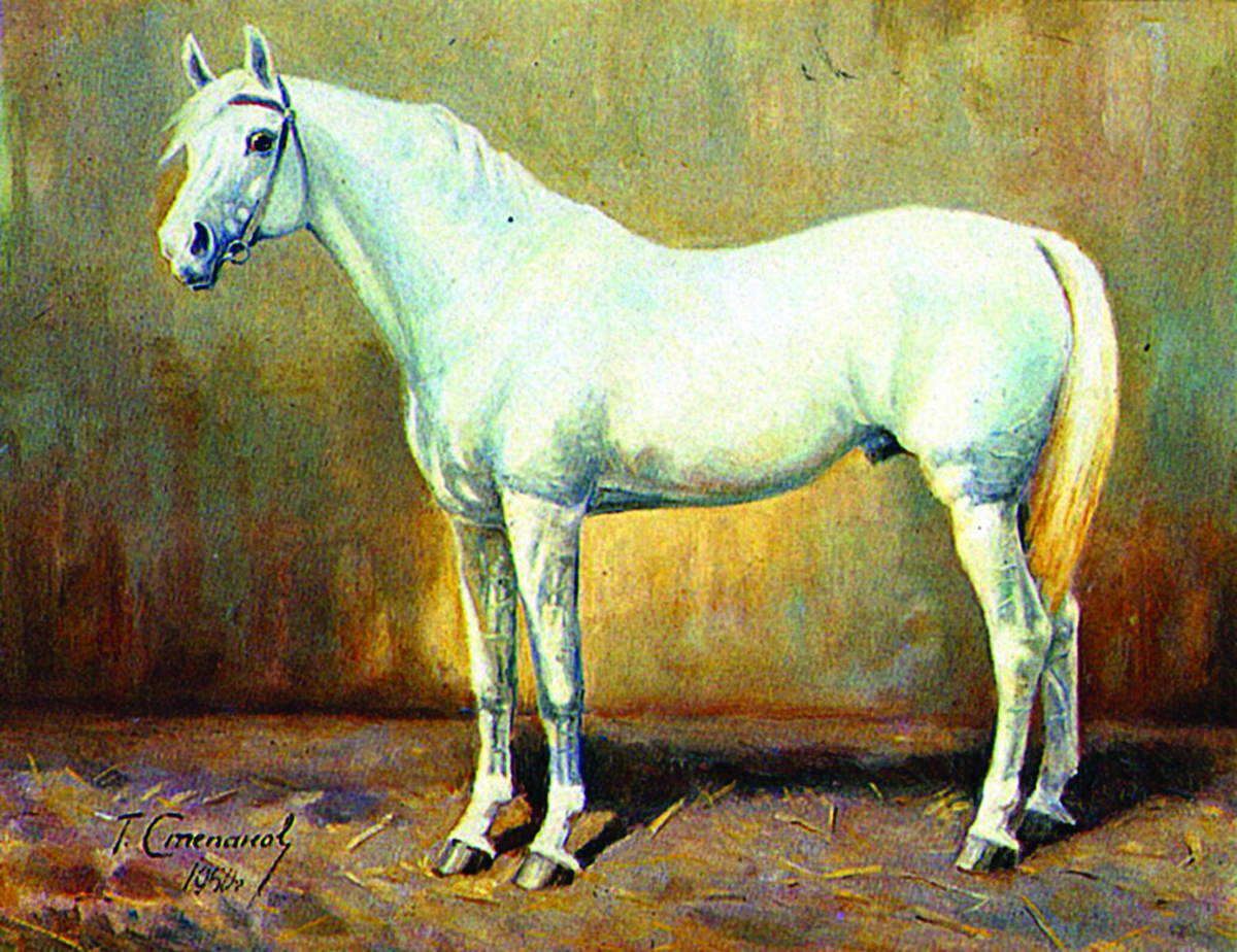 Жеребец стрелецкой породы Ценитель (Ценный – Базилика) 1910 г.р. Источник: http://www.goldmustang.ru/magazine/konevodstvo/676.html - © 2014 goldmustang.ru