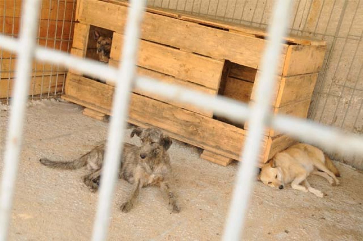    Закон о господдержке частных собачьих приютов приняли депутаты Башкирии