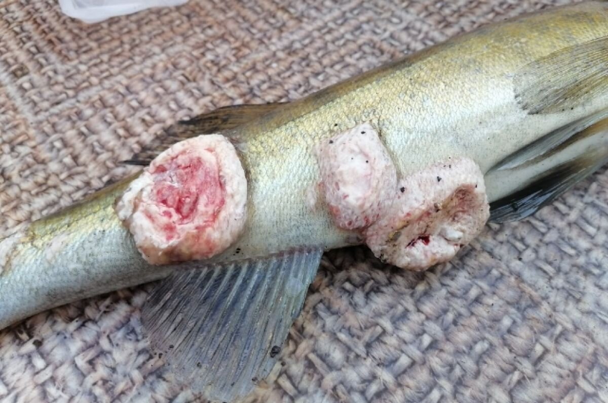 Все чаще рыбаки вылавливают из Волги рыбу покрытую язвами и струпьями.