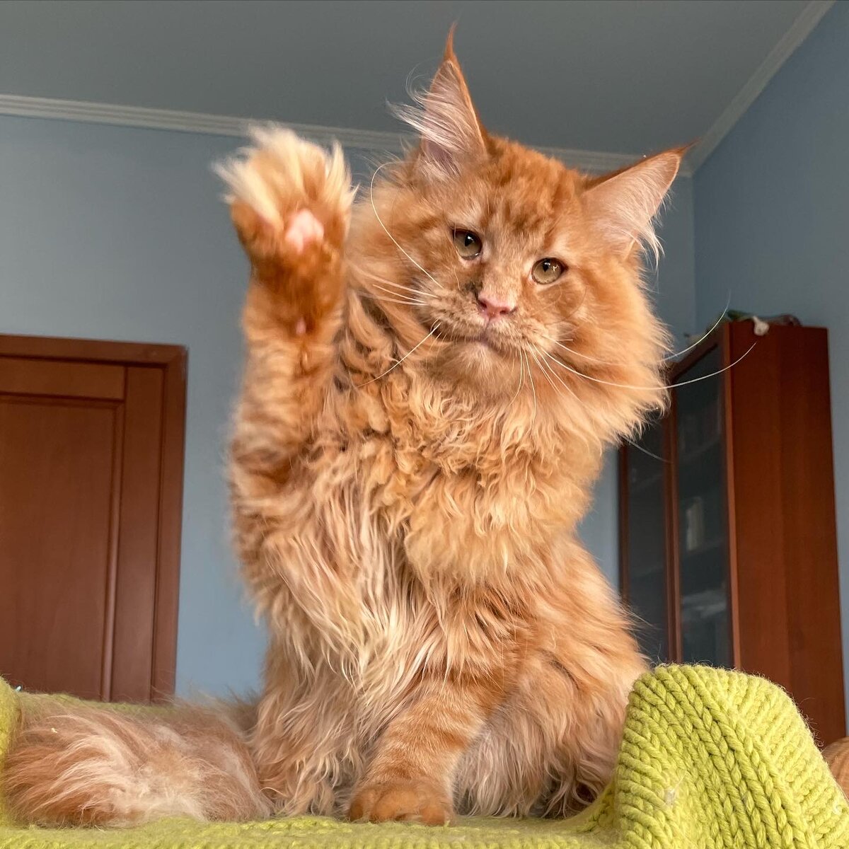 Алешка . Фото из архива питомника LEOLAND 