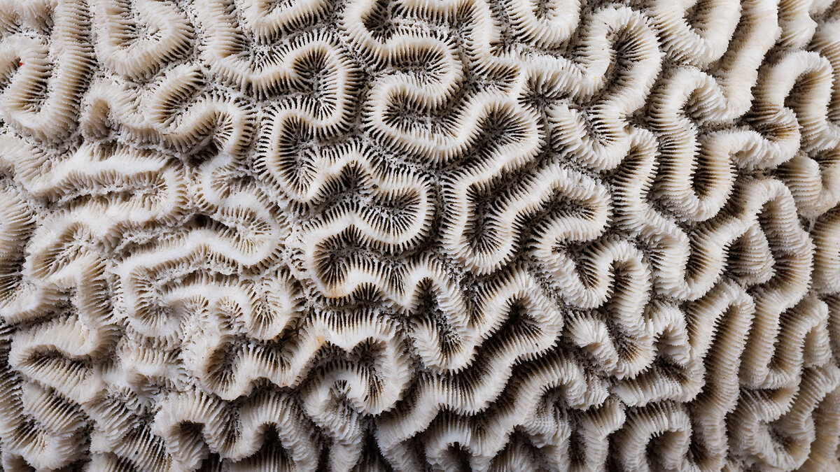 Форпост Северо-Запад/ Горный музей