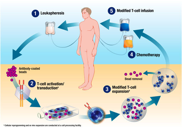 Схема адаптивной Т-клеточной терапии