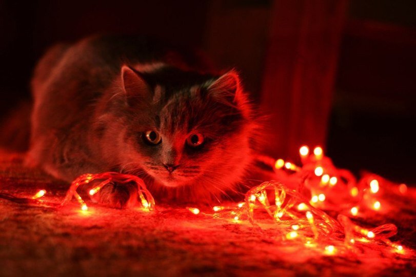 Гирлянды.  Ни одна елка не обходится без них.