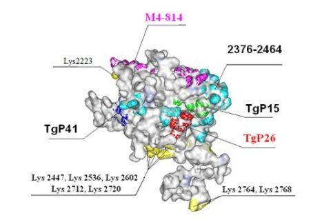  Часть объемной модели молекулы тиреоглобулина