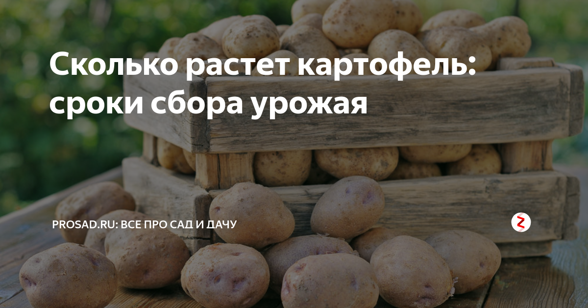 Сколько плодоносит картофель