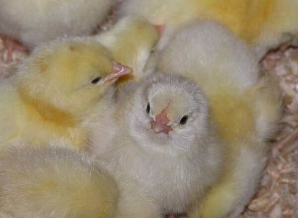 Выбор вакцины