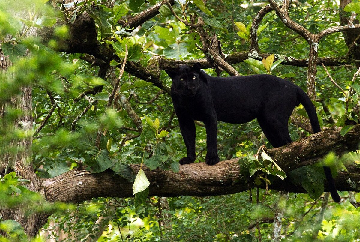 Какого цвета на самом деле пантера? | Amazing Animals | Дзен