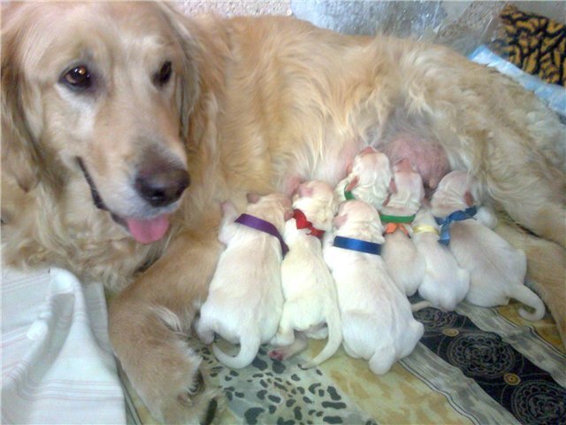 Волшебная Жемчужина Голубого Океана, внучка Звезды Севера Беллы Розы, со щенками.